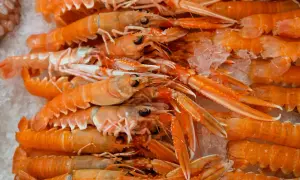 Gros plan sur des langoustines fraîches, prêtes pour la cuisson dans de l'eau bouillante. Leur couleur orange vif promet un délice marin.
