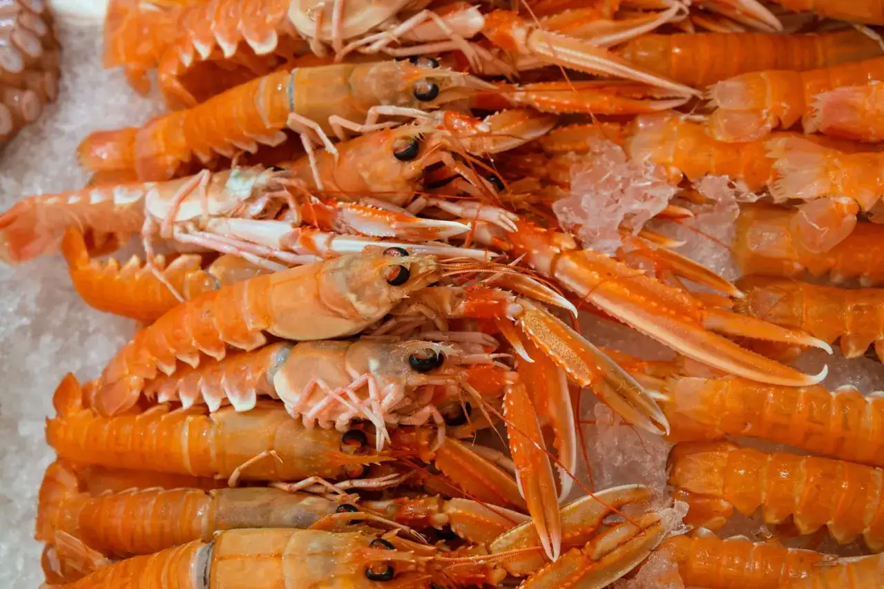 Gros plan sur des langoustines fraîches, prêtes pour la cuisson dans de l'eau bouillante. Leur couleur orange vif promet un délice marin.